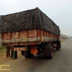 Cows illegally transported for slaughter, now at SPCA Kakinada.(AP, India): Illegal slaughter in India. Pictures © Animal Rescue Org. Kakinada. Used with permission by 'The Voice of Stray dogs' (www.strays.in)