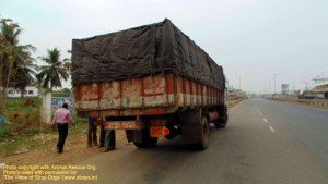 Cows illegally transported for slaughter, now at SPCA Kakinada.(AP, India): Illegal slaughter in India. Pictures © Animal Rescue Org. Kakinada. Used with permission by 'The Voice of Stray dogs' (www.strays.in)