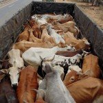 Cows illegally transported for slaughter, now at SPCA Kakinada.(AP, India): Illegal slaughter in India. Pictures © Animal Rescue Org. Kakinada. Used with permission by 'The Voice of Stray dogs' (www.strays.in)