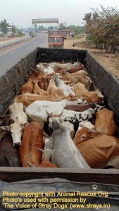 Cows illegally transported for slaughter, now at SPCA Kakinada.(AP, India): Illegal slaughter in India. Pictures © Animal Rescue Org. Kakinada. Used with permission by 'The Voice of Stray dogs' (www.strays.in)