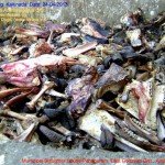 Municipal Slaughter House, Pithapuram, East Godavari District (AP, India): Illegal slaughter in India. Pictures © Animal Rescue Org. Kakinada. Used with permission by 'The Voice of Stray dogs' (www.strays.in)