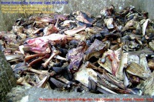 Municipal Slaughter House, Pithapuram, East Godavari District (AP, India): Illegal slaughter in India. Pictures © Animal Rescue Org. Kakinada. Used with permission by 'The Voice of Stray dogs' (www.strays.in)
