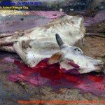 Municipal Slaughter House, Pithapuram, East Godavari District (AP, India): Illegal slaughter in India. Pictures © Animal Rescue Org. Kakinada. Used with permission by 'The Voice of Stray dogs' (www.strays.in)
