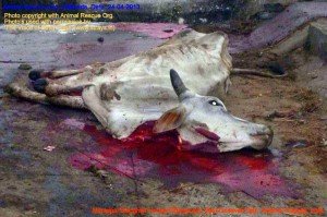 Municipal Slaughter House, Pithapuram, East Godavari District (AP, India): Illegal slaughter in India. Pictures © Animal Rescue Org. Kakinada. Used with permission by 'The Voice of Stray dogs' (www.strays.in)