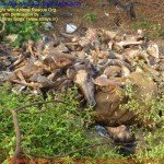 Municipal Slaughter House, Pithapuram, East Godavari District (AP, India): Illegal slaughter in India. Pictures © Animal Rescue Org. Kakinada. Used with permission by 'The Voice of Stray dogs' (www.strays.in)