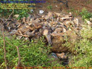 Municipal Slaughter House, Pithapuram, East Godavari District (AP, India): Illegal slaughter in India. Pictures © Animal Rescue Org. Kakinada. Used with permission by 'The Voice of Stray dogs' (www.strays.in)