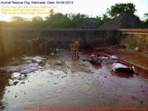Municipal Slaughter House, Pithapuram, East Godavari District (AP, India): Illegal slaughter in India. Pictures © Animal Rescue Org. Kakinada. Used with permission by 'The Voice of Stray dogs' (www.strays.in)