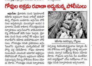 Cows illegally transported for slaughter, now at SPCA Kakinada.(AP, India): Illegal slaughter in India. Pictures © Animal Rescue Org. Kakinada. Used with permission by 'The Voice of Stray dogs' (www.strays.in)