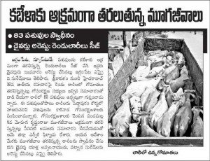 Cows illegally transported for slaughter, now at SPCA Kakinada.(AP, India): Illegal slaughter in India. Pictures © Animal Rescue Org. Kakinada. Used with permission by 'The Voice of Stray dogs' (www.strays.in)