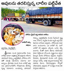 Cows illegally transported for slaughter, now at SPCA Kakinada.(AP, India): Illegal slaughter in India. Pictures © Animal Rescue Org. Kakinada. Used with permission by 'The Voice of Stray dogs' (www.strays.in)