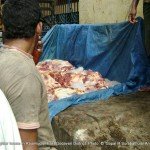 1 Beef being packed with ice for export