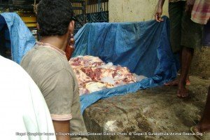 1 Beef being packed with ice for export