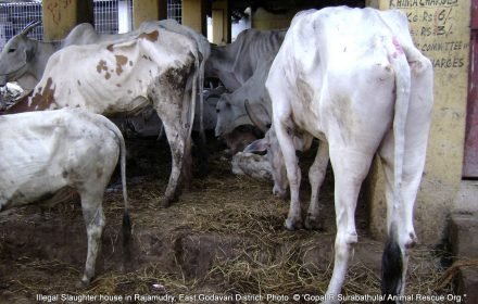 Cattle waiting their turn for the slaughter