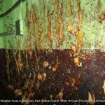 Animal fat preserved to prepare animal fat oil in the slaughter house 3