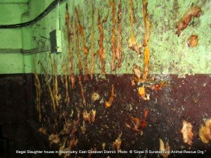 Animal fat preserved to prepare animal fat oil in the slaughter house 3
