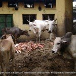 Live cattle standing on top of slaughtered ones