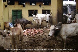 Live cattle standing on top of slaughtered ones