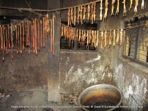 Animal fat preserved to prepare animal fat oil in the slaughter house 4