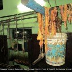 Animal fat preserved to prepare animal fat oil in the slaughter house