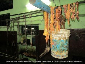 Animal fat preserved to prepare animal fat oil in the slaughter house