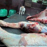 Attracting other animals in to the slaughter house and letting them to lick the product which is about to sale for human consumption.