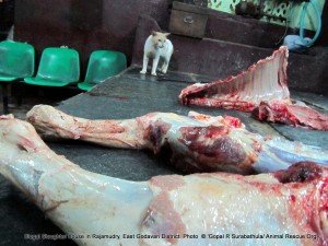 Attracting other animals in to the slaughter house and letting them to lick the product which is about to sale for human consumption.