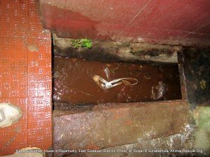 Leaving un treated wasing water mixed with blood in to the common drine without treating.2