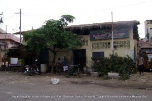 IIlegal Slaughterhouse in Rajamudry