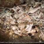 The leftovers kept in slaughter house in a durty condition