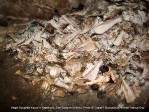 The leftovers kept in slaughter house in a durty condition