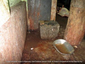 Total slaughter house is un clean and filled with animal left overs and total process is made only on floor