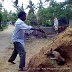 100+ dogs killed in East Godavary District