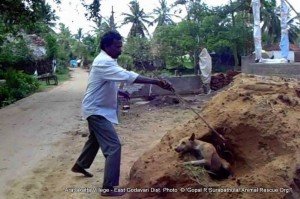 100+ dogs killed in East Godavary District