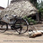 100+ dogs killed in East Godavary District