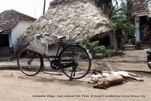 100+ dogs killed in East Godavary District