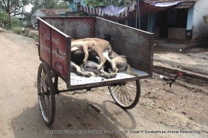 100+ dogs killed in East Godavary District