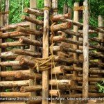 The 'rogue' elephant kept tightly chained and enclosed at Sakrebailu - died within 48 hrs of these pics