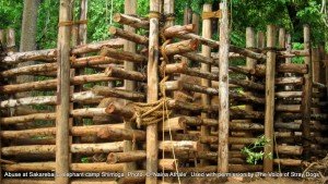 The 'rogue' elephant kept tightly chained and enclosed at Sakrebailu - died within 48 hrs of these pics