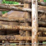 The 'rogue' elephant kept tightly chained and enclosed at Sakrebailu - died within 48 hrs of these pics