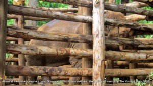 The 'rogue' elephant kept tightly chained and enclosed at Sakrebailu - died within 48 hrs of these pics