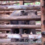 The 'rogue' elephant kept tightly chained and enclosed at Sakrebailu - died within 48 hrs of these pics