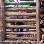The 'rogue' elephant kept tightly chained and enclosed at Sakrebailu - died within 48 hrs of these pics