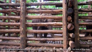 The 'rogue' elephant kept tightly chained and enclosed at Sakrebailu - died within 48 hrs of these pics