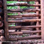 The 'rogue' elephant kept tightly chained and enclosed at Sakrebailu - died within 48 hrs of these pics