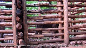 The 'rogue' elephant kept tightly chained and enclosed at Sakrebailu - died within 48 hrs of these pics