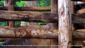 The 'rogue' elephant kept tightly chained and enclosed at Sakrebailu - died within 48 hrs of these pics