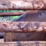 The 'rogue' elephant kept tightly chained and enclosed at Sakrebailu - died within 48 hrs of these pics