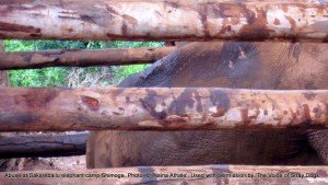 The 'rogue' elephant kept tightly chained and enclosed at Sakrebailu - died within 48 hrs of these pics