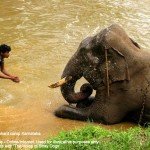 elephant at the dubare elepahnt camp