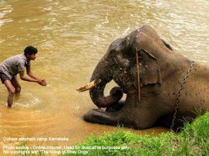 elephant at the dubare elepahnt camp